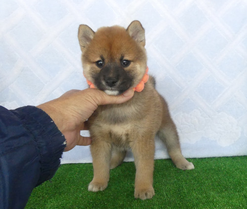 柴犬女の子です！