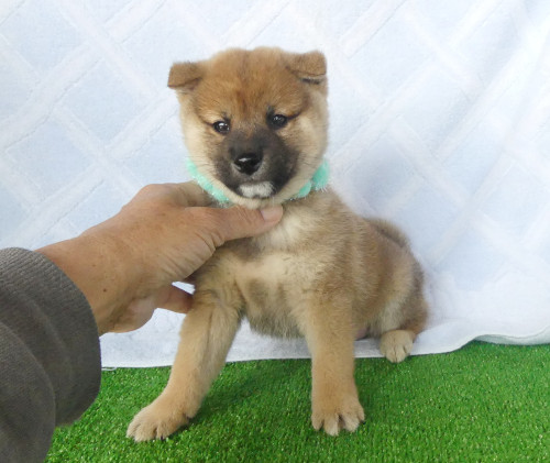 柴犬男の子です！