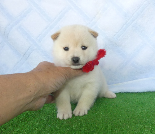 豆柴女の子です！