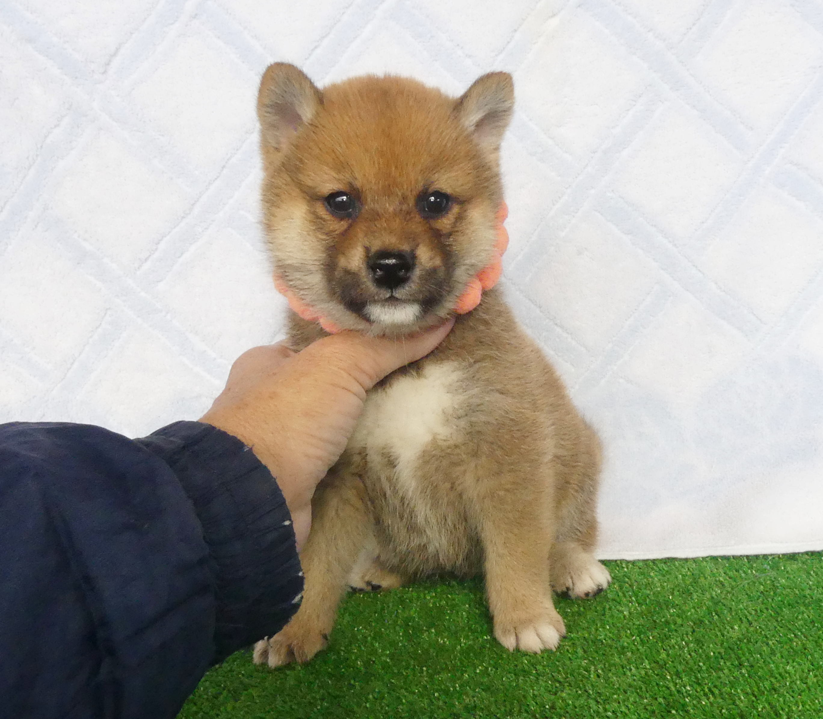 柴犬女の子です！