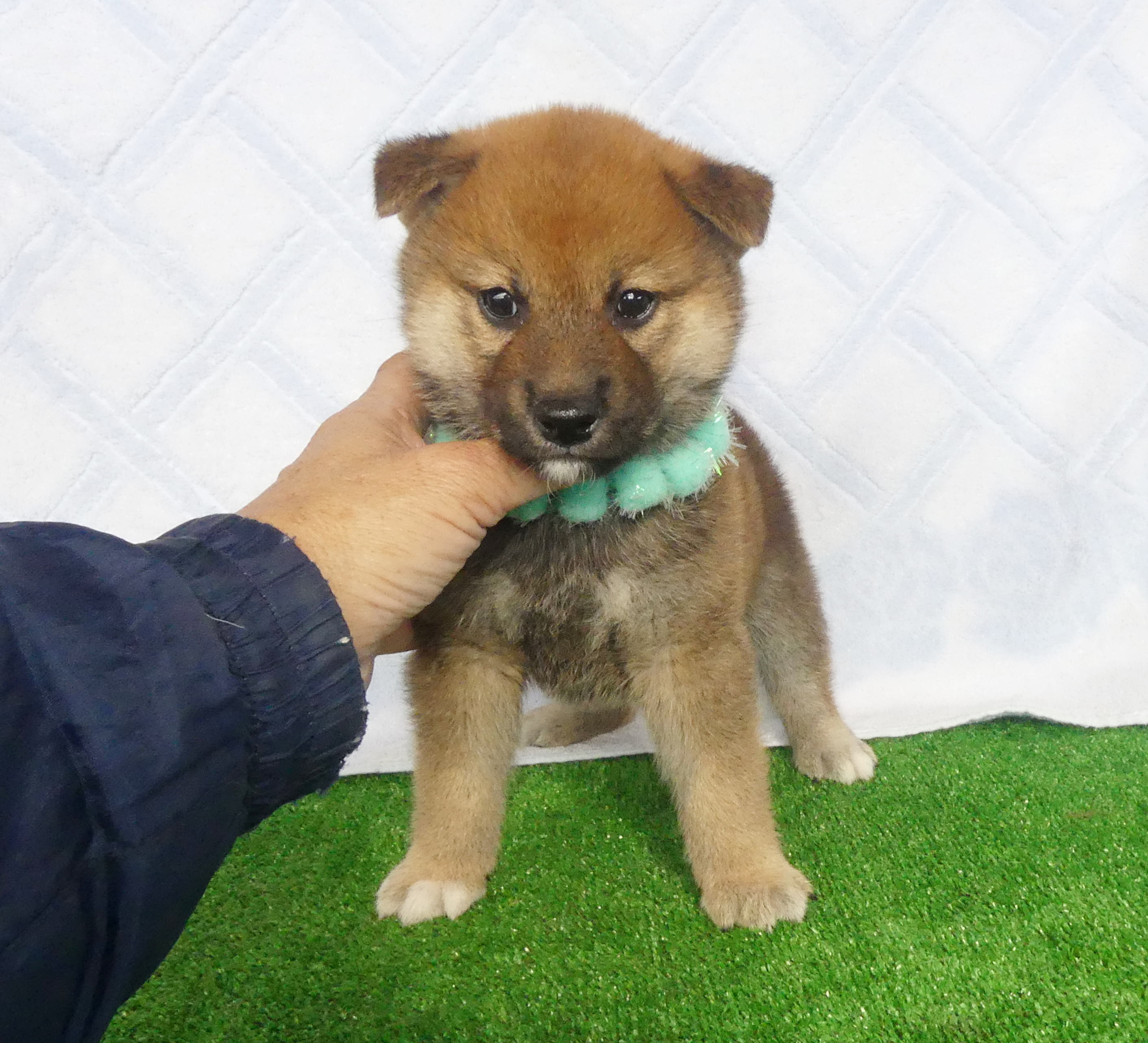 柴犬男の子です！