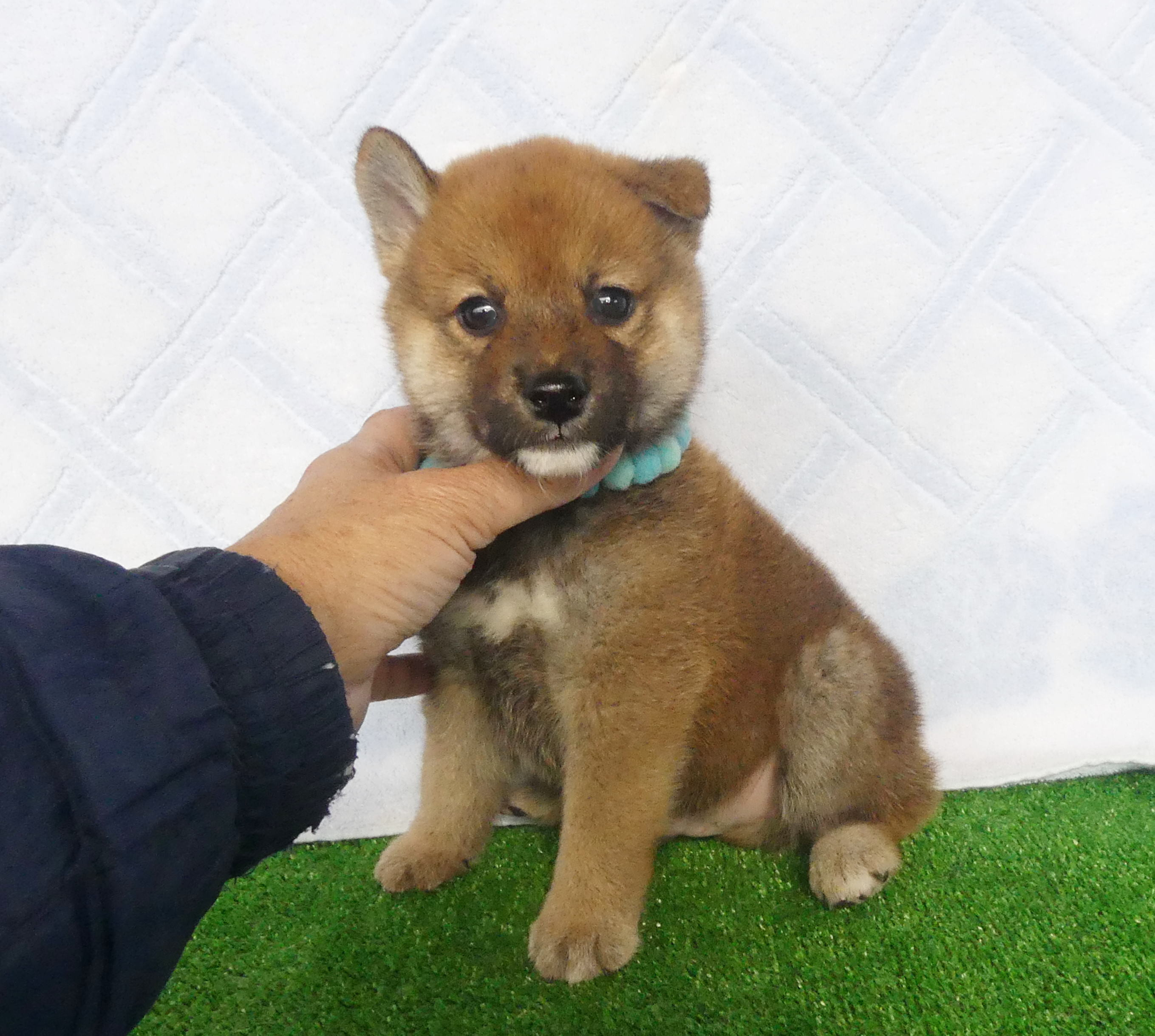 柴犬男の子です！