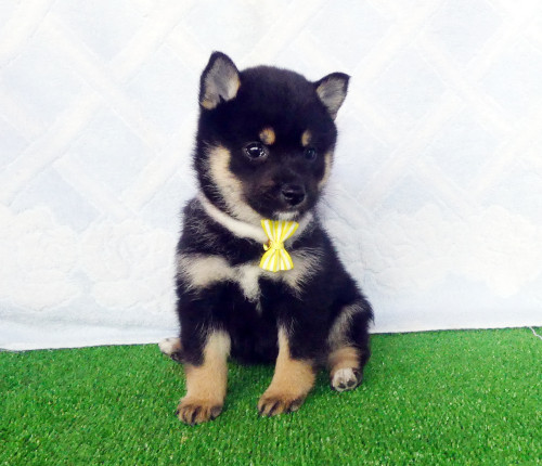 豆柴女の子です！