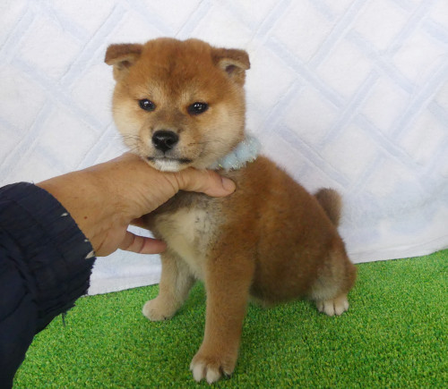 柴犬男の子です！