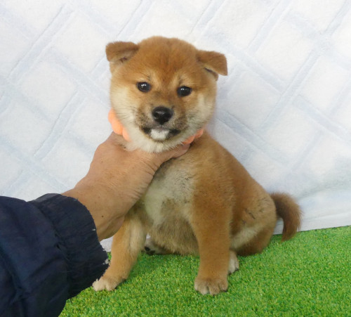 柴犬女の子です！