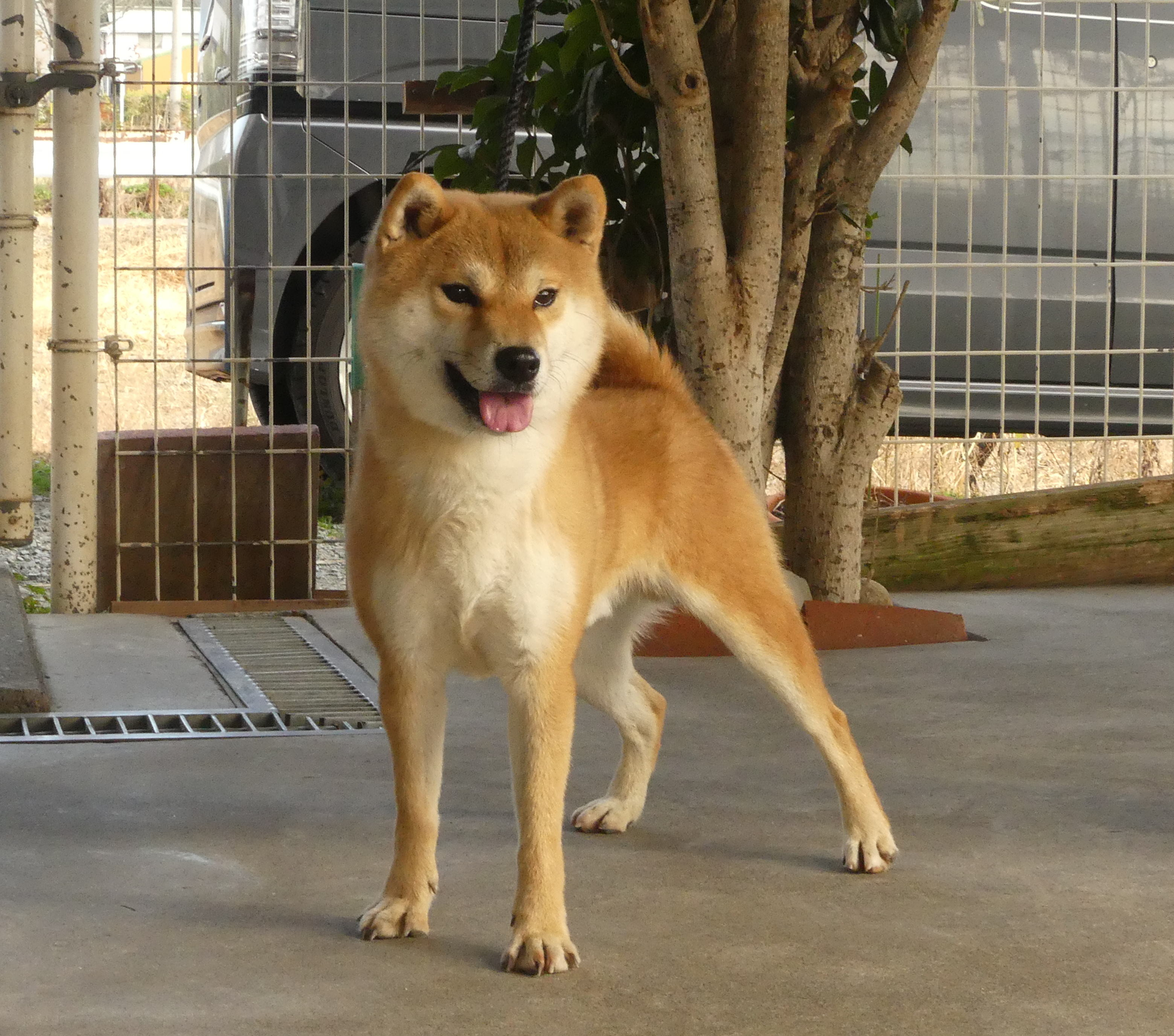 2歳の柴犬男の子をお譲りします！