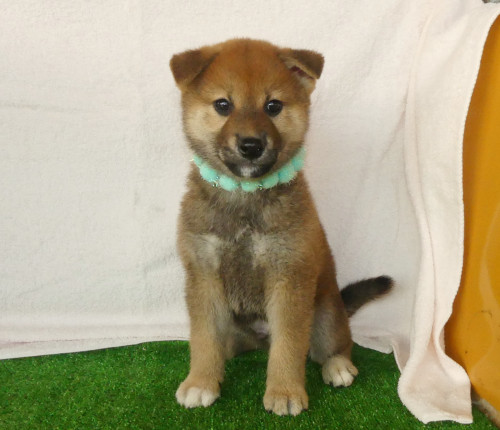 柴犬男の子です！