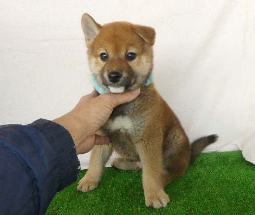 柴犬男の子です！