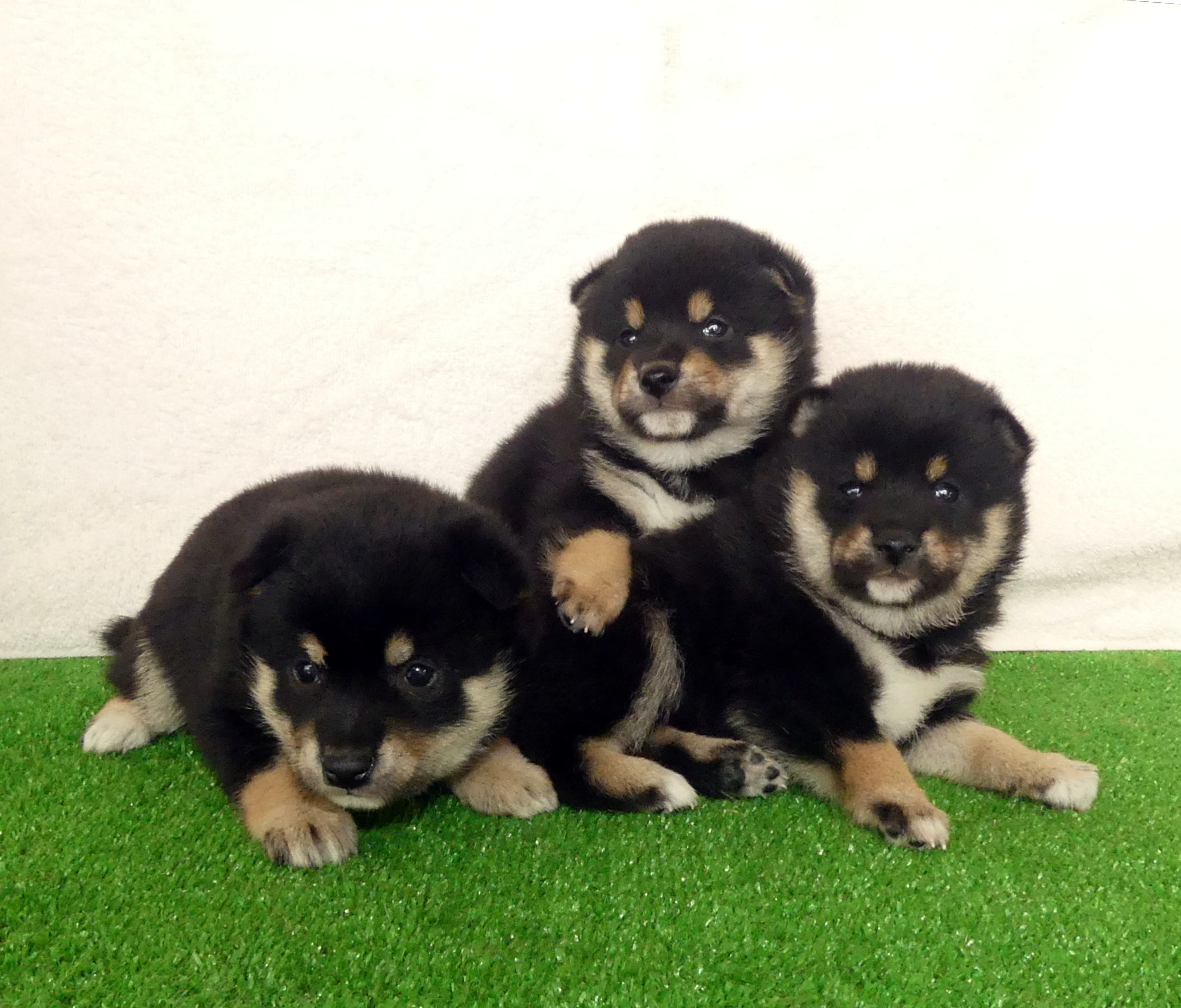 黒の豆柴が産まれました