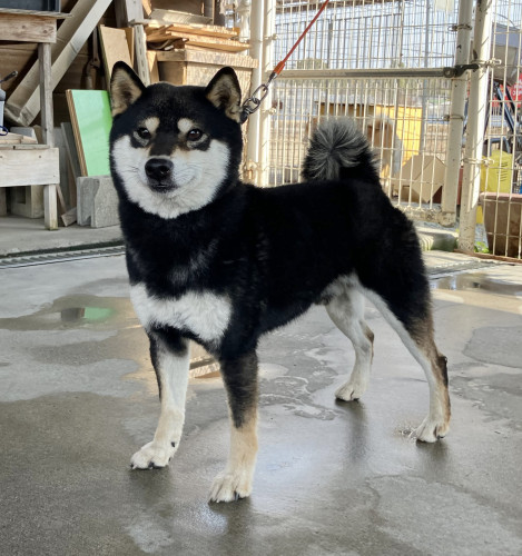 3歳の豆柴 男の子をお譲りします！ 