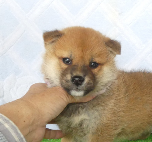 柴犬男の子です！