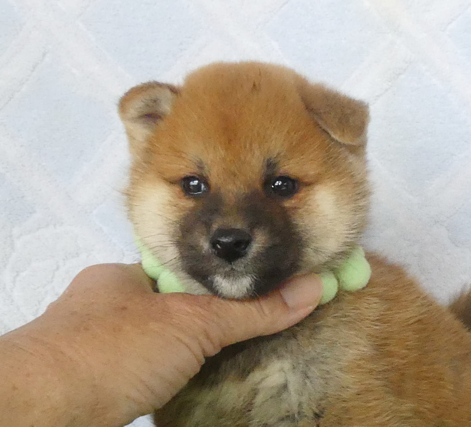 柴犬男の子です！