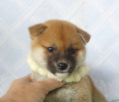 柴犬女の子です！