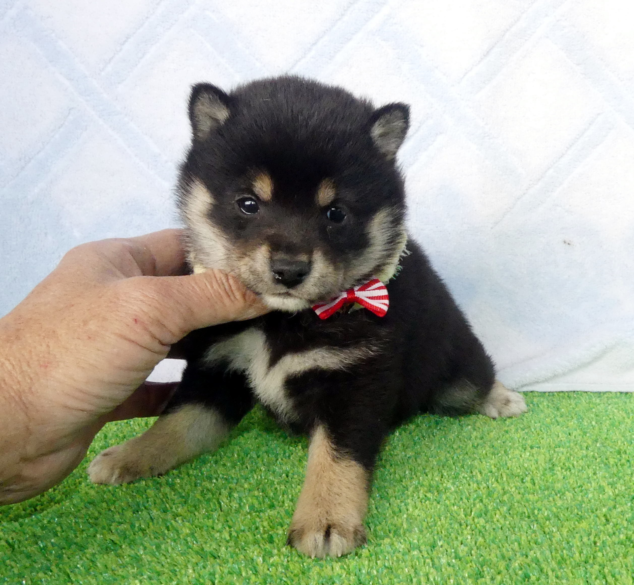 豆柴女の子です！