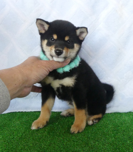 豆柴男の子です！