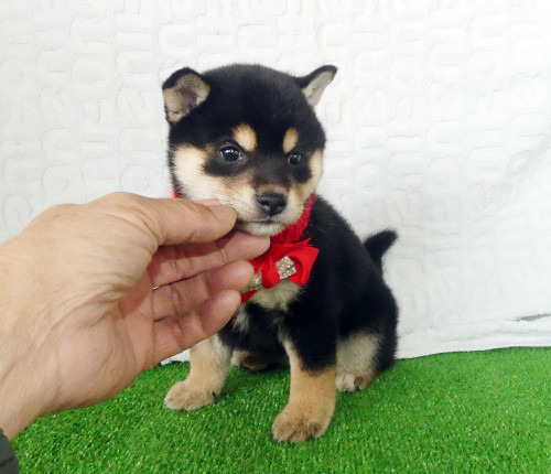 豆柴女の子です！