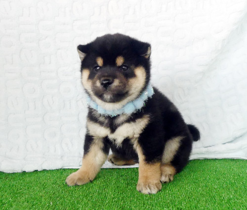 豆柴男の子です！