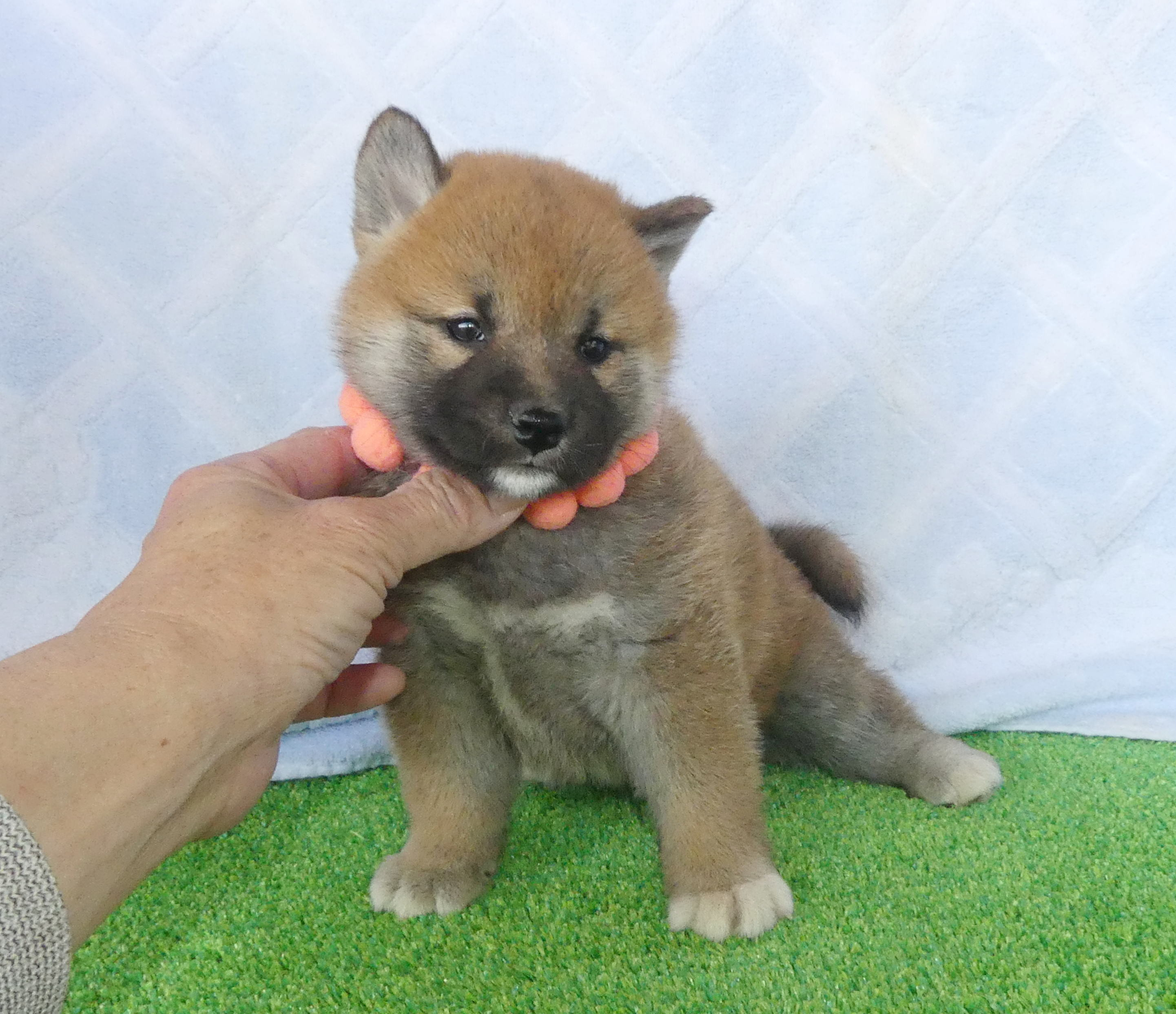 柴犬女の子です！