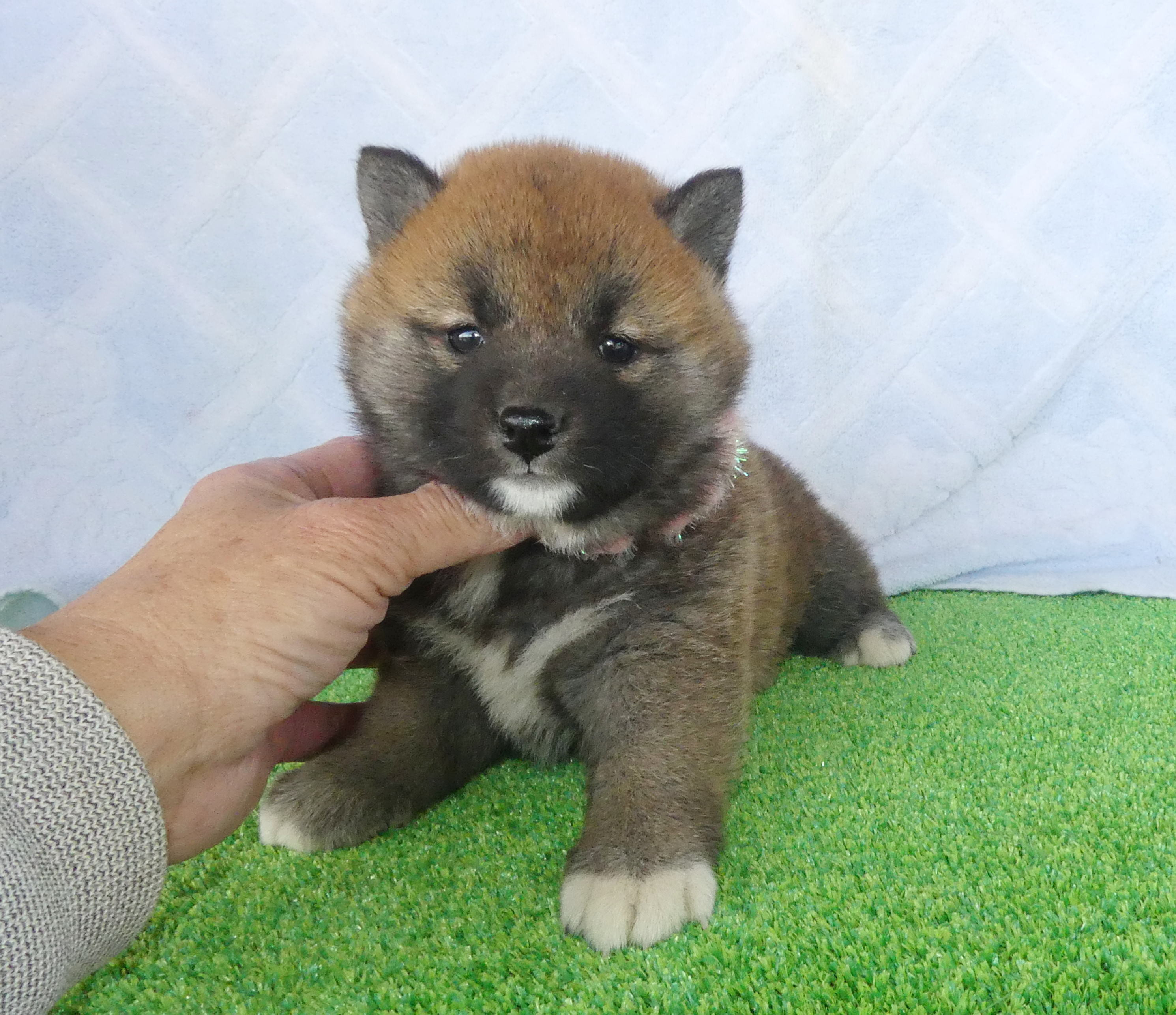 柴犬女の子です！