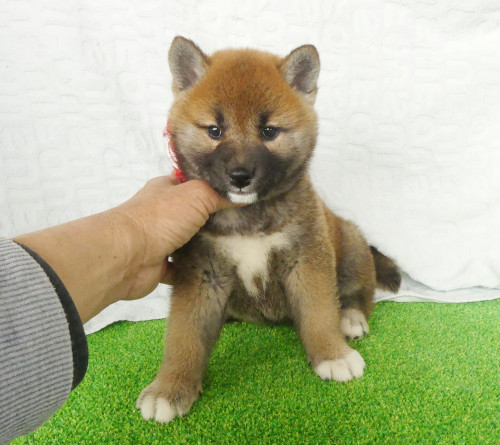 柴犬女の子です！