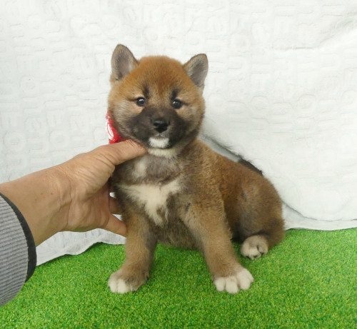 柴犬女の子です！