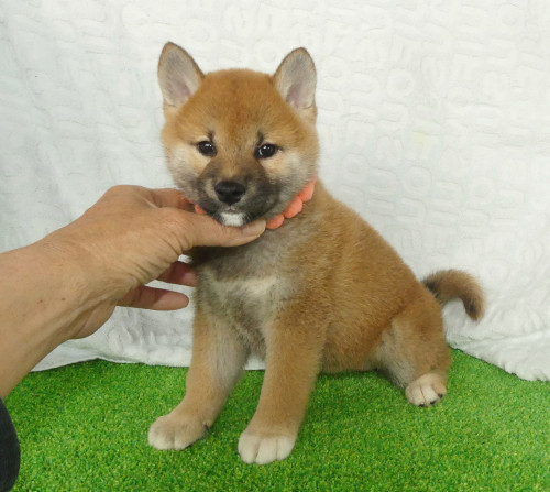 柴犬女の子です！