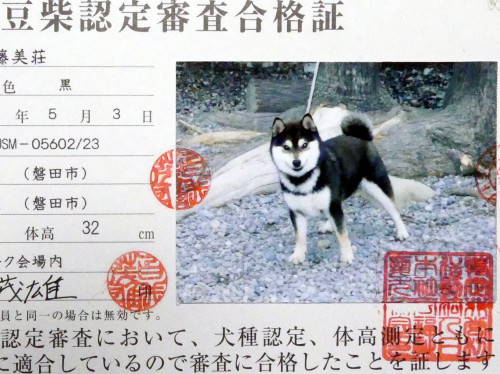輝之介認定証.jpg