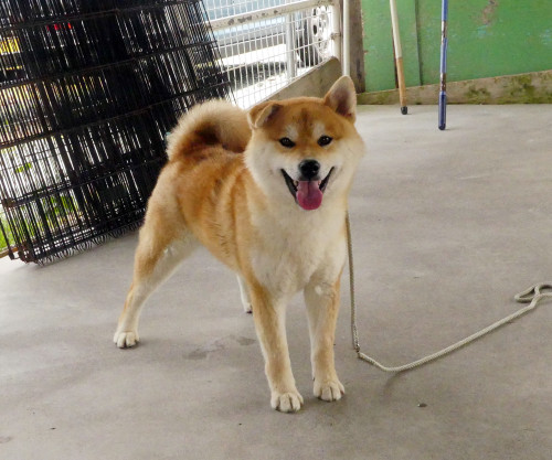1歳の柴犬男の子をお譲りします！