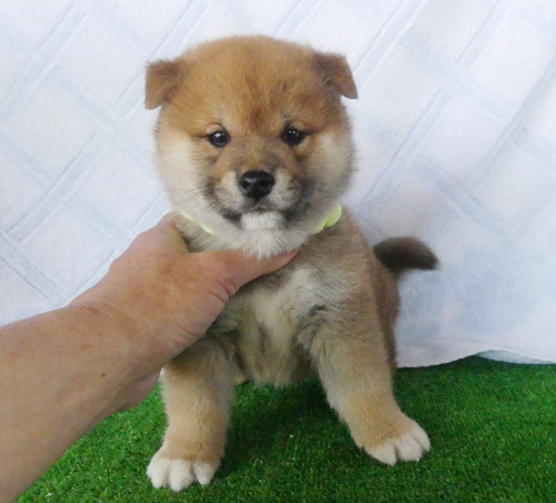 柴犬男の子です