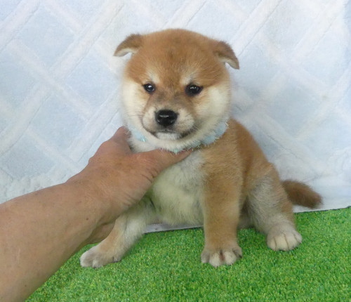 柴犬男の子です