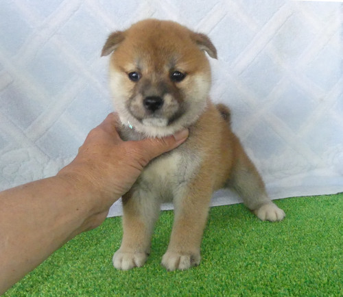 柴犬女の子です