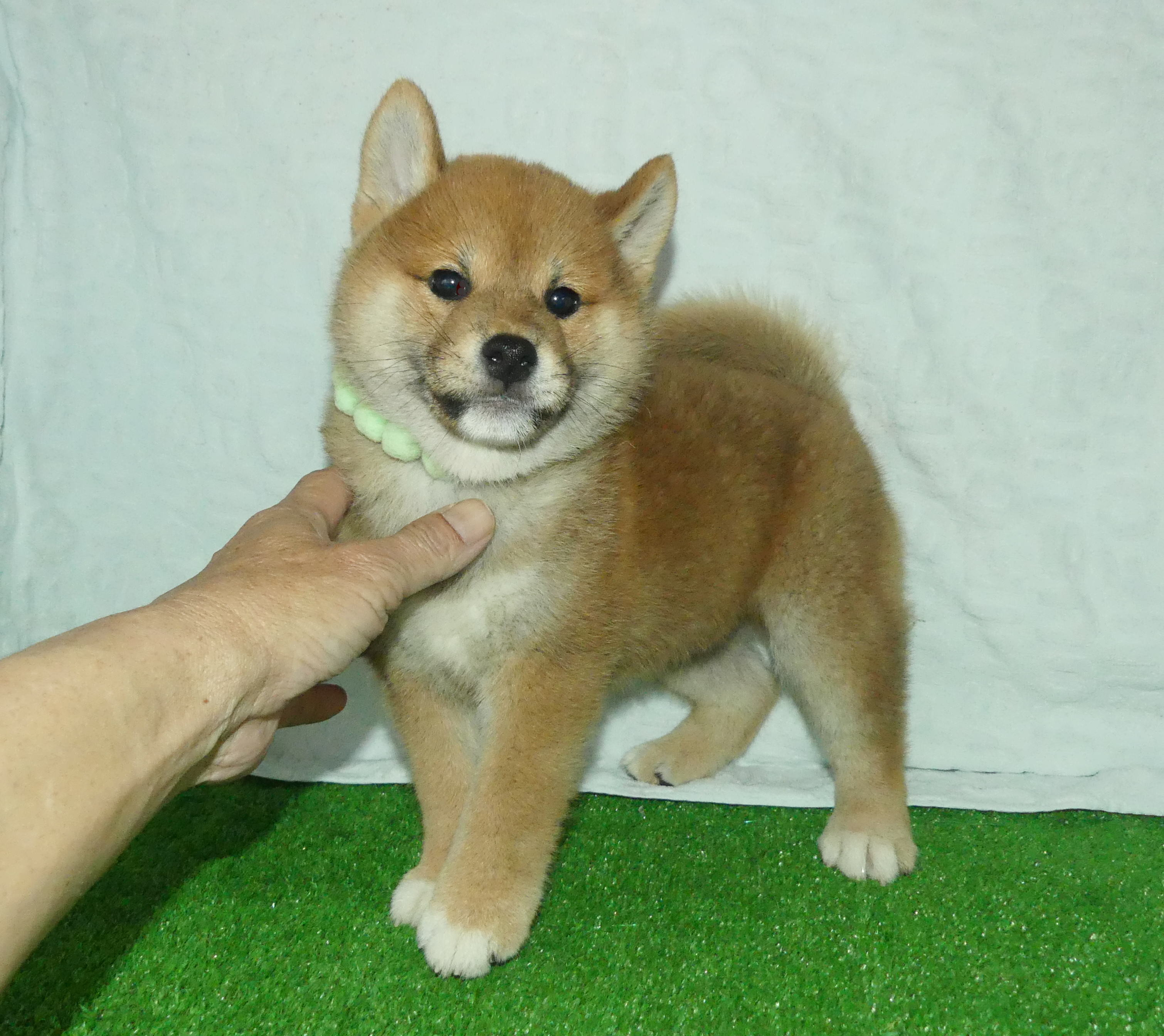 柴犬男の子です