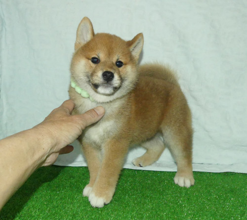 柴犬男の子です