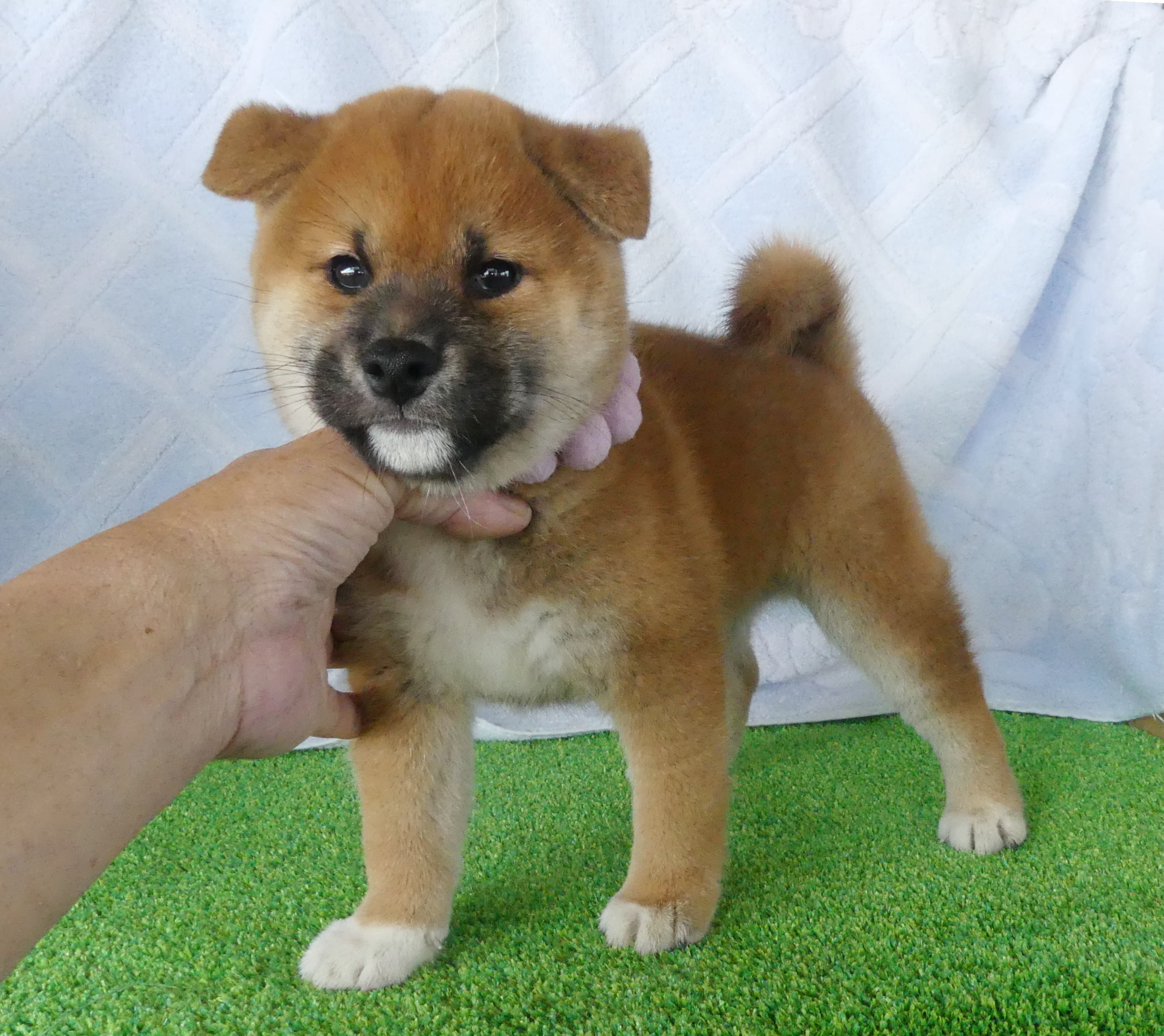 柴犬男の子です