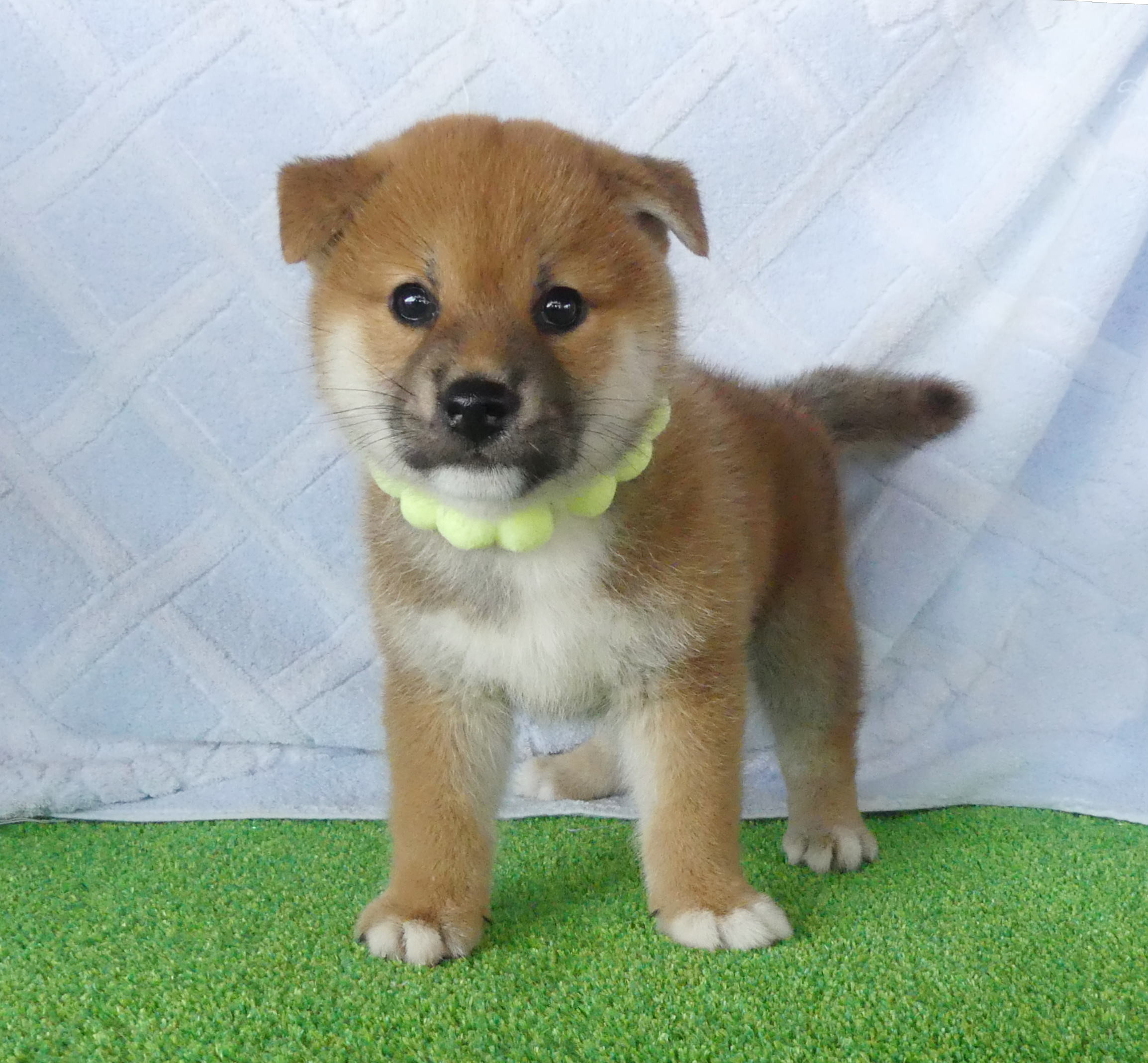 柴犬男の子です