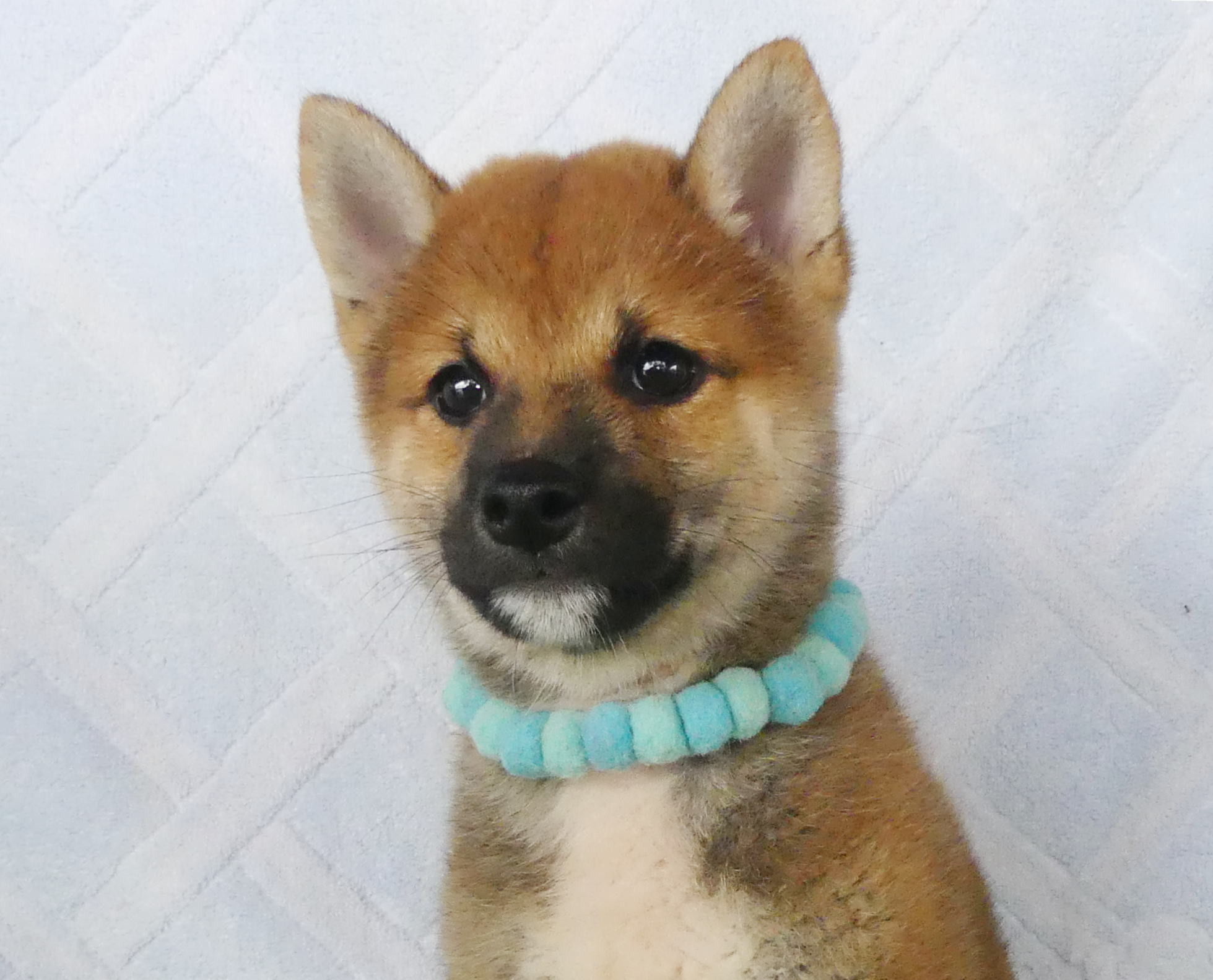 柴犬男の子です