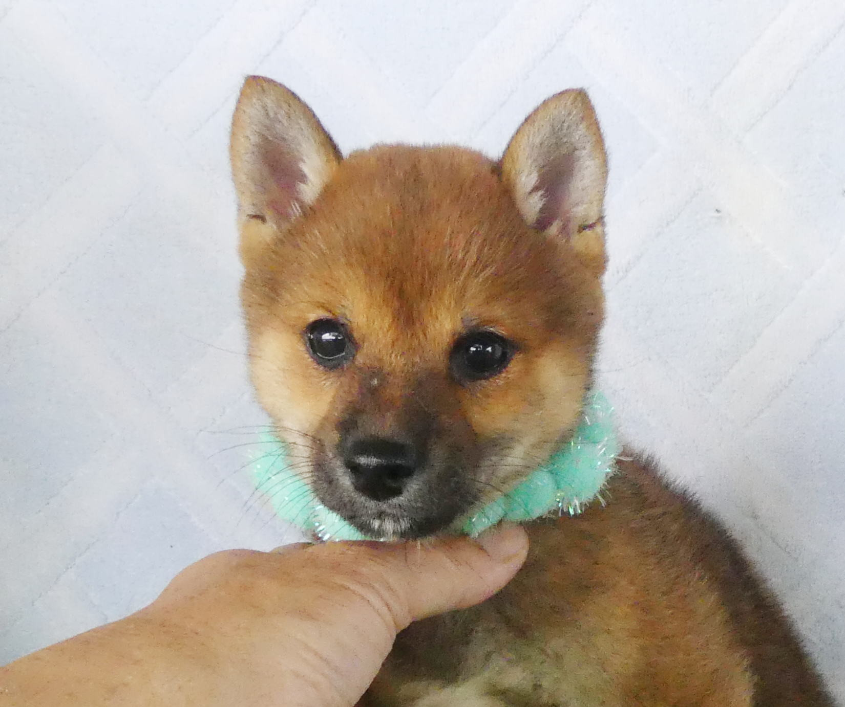 柴犬男の子です