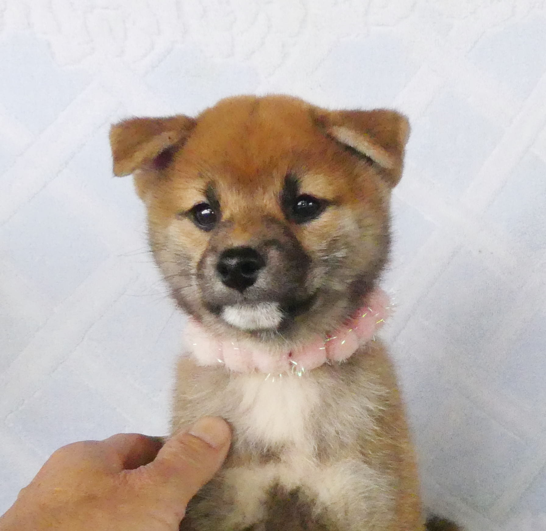 柴犬女の子です