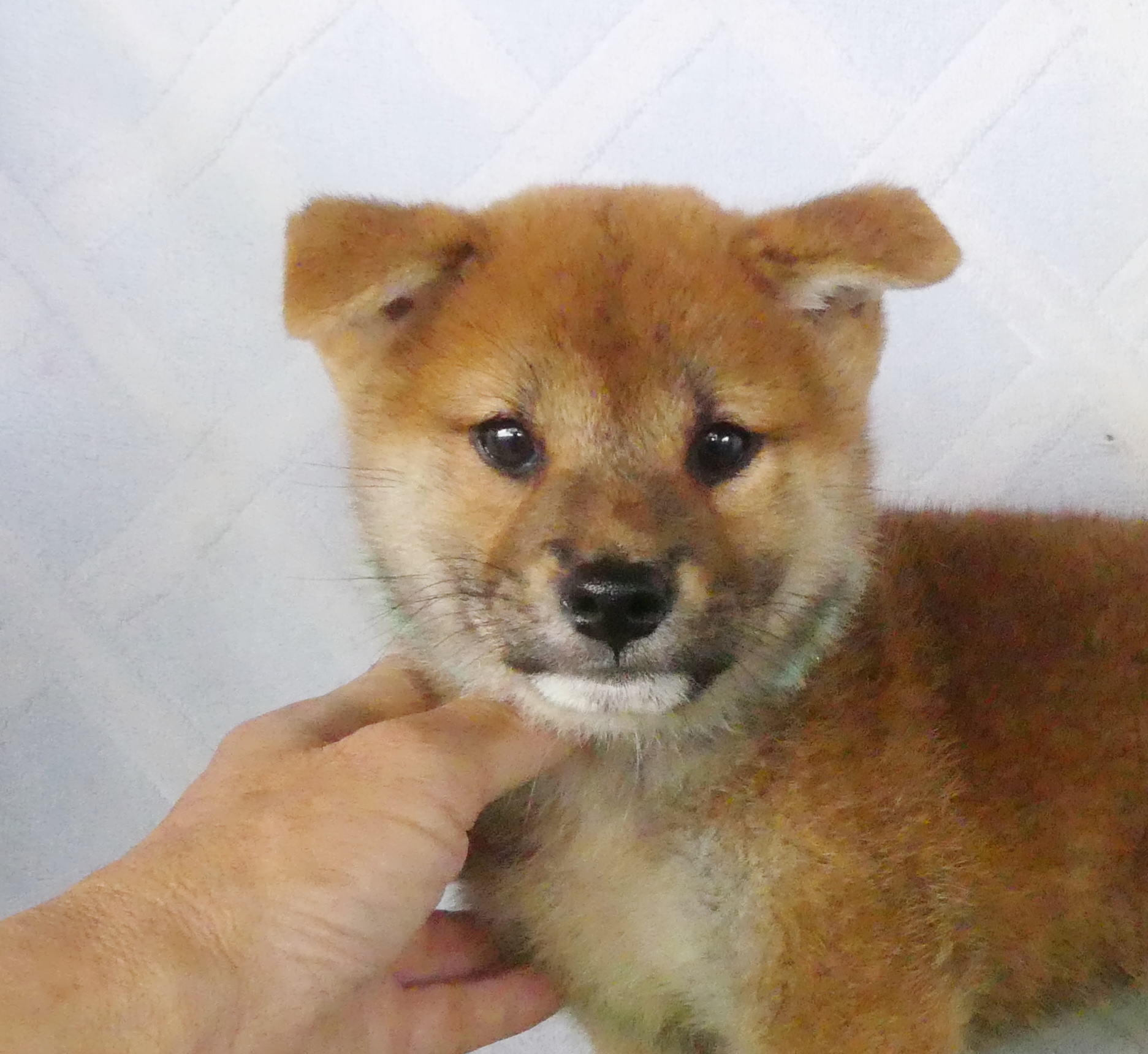 柴犬男の子です