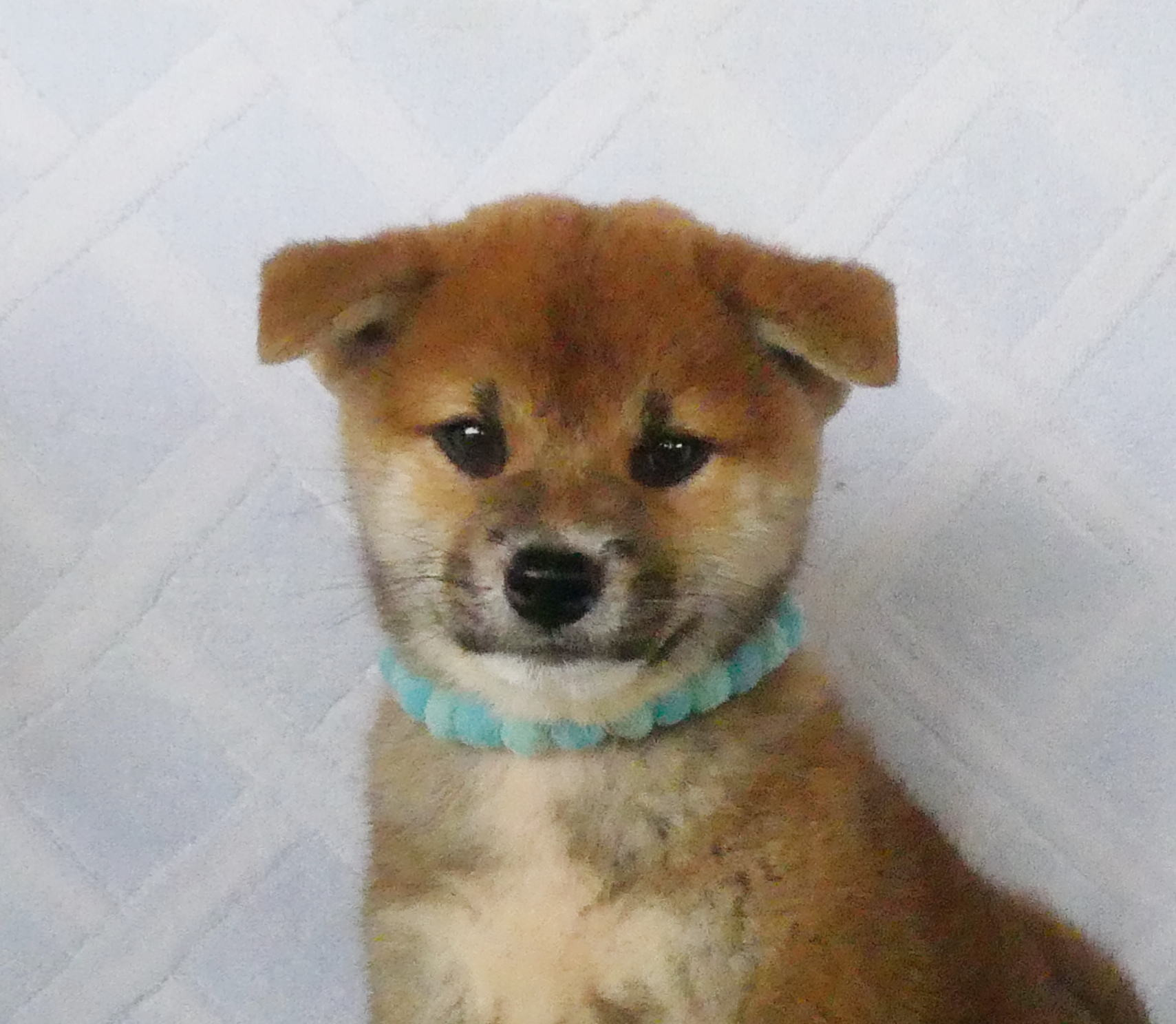 柴犬男の子です