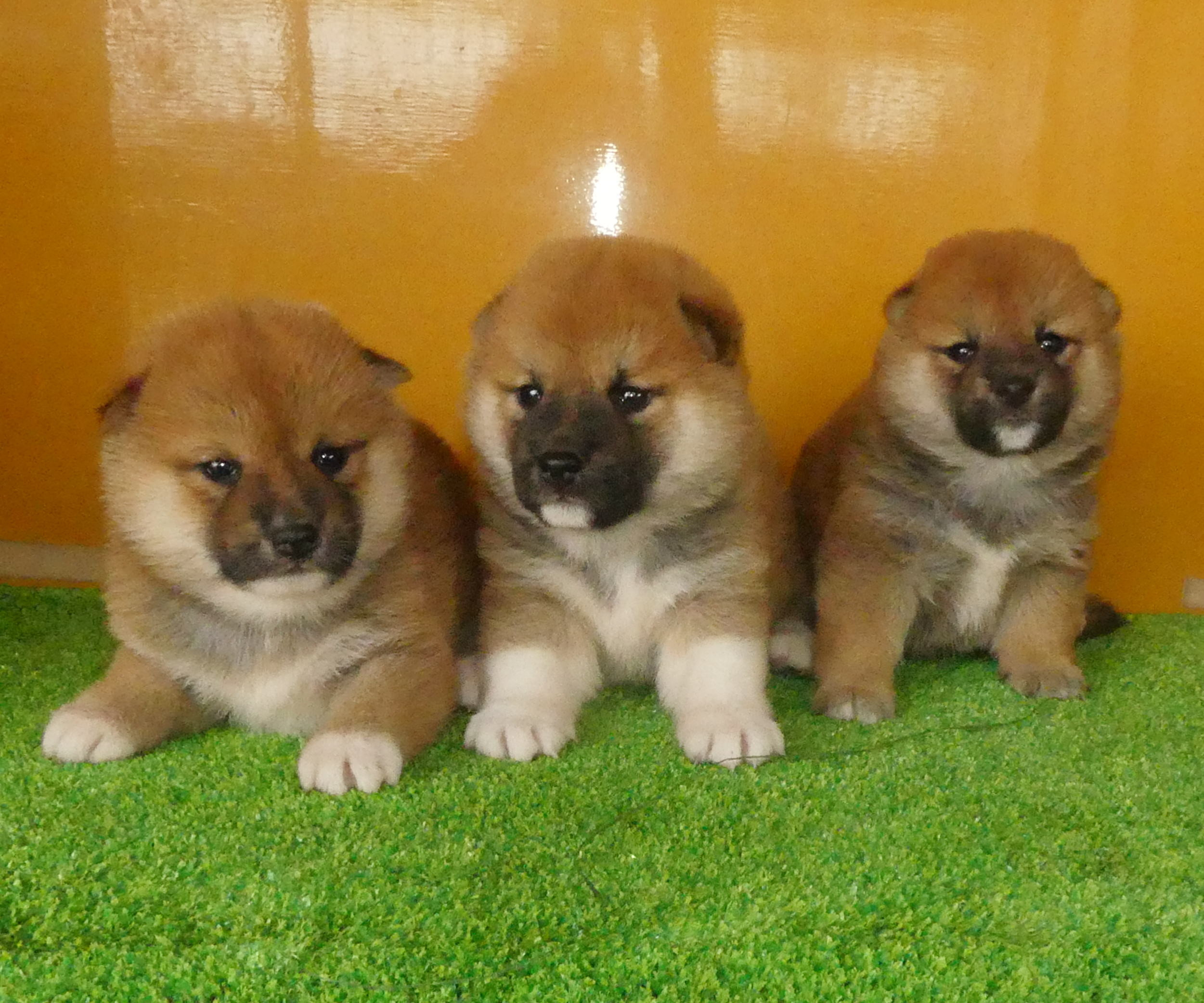 可愛い子犬が産まれています！