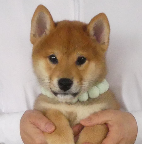 柴犬男の子です