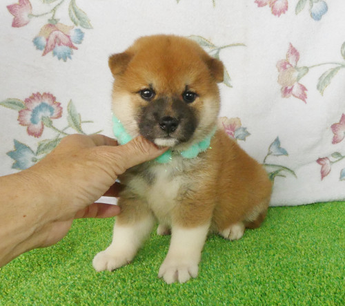 柴犬男の子です！