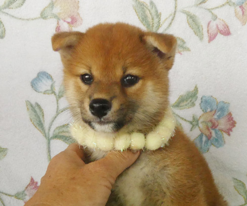 柴犬女の子です