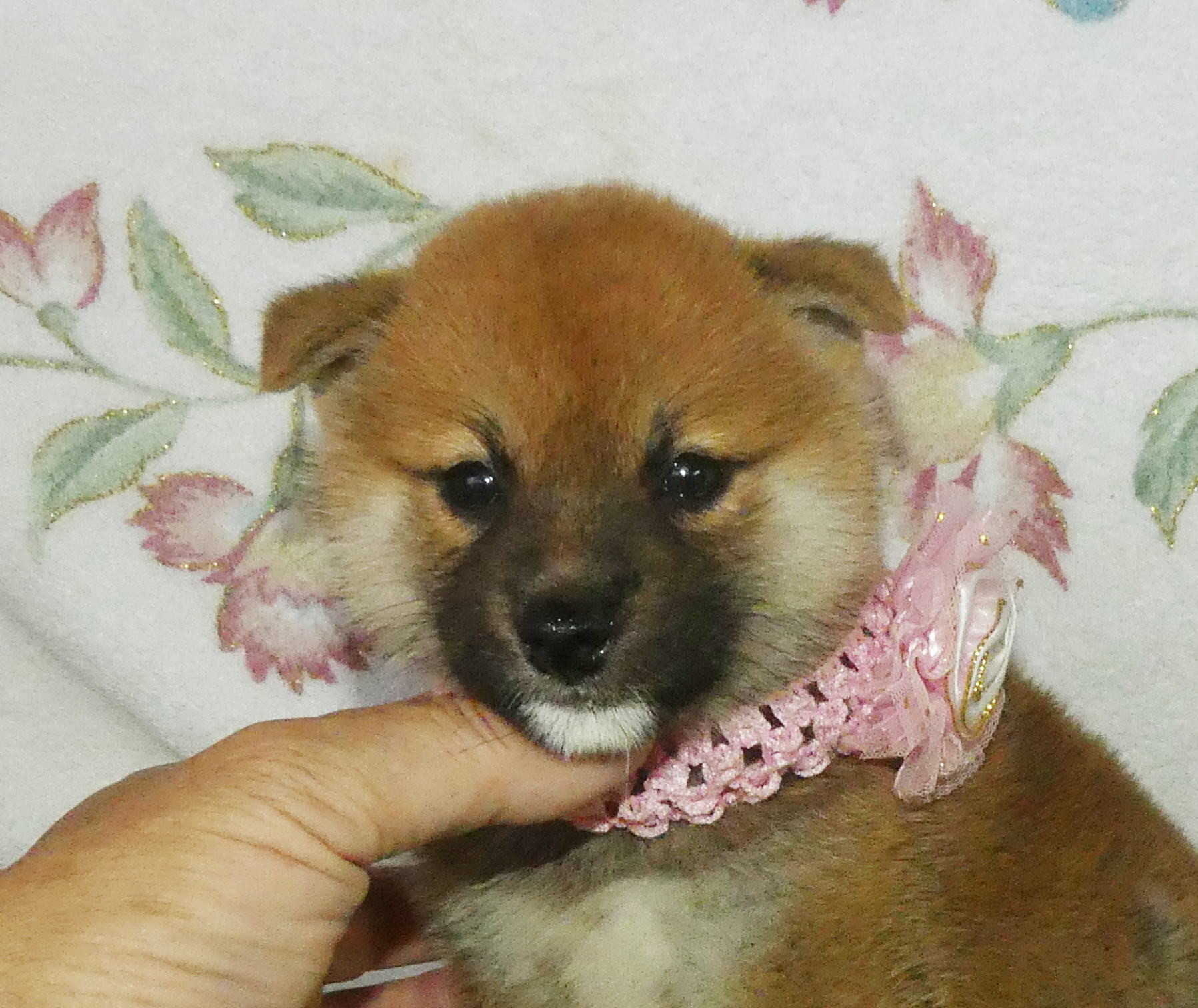 柴犬女の子です！