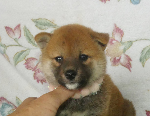 柴犬女の子です！