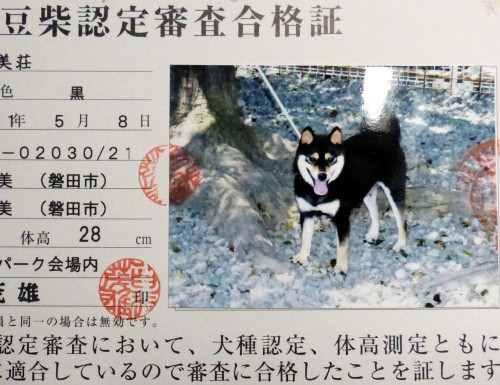 美琴認定証.jpg