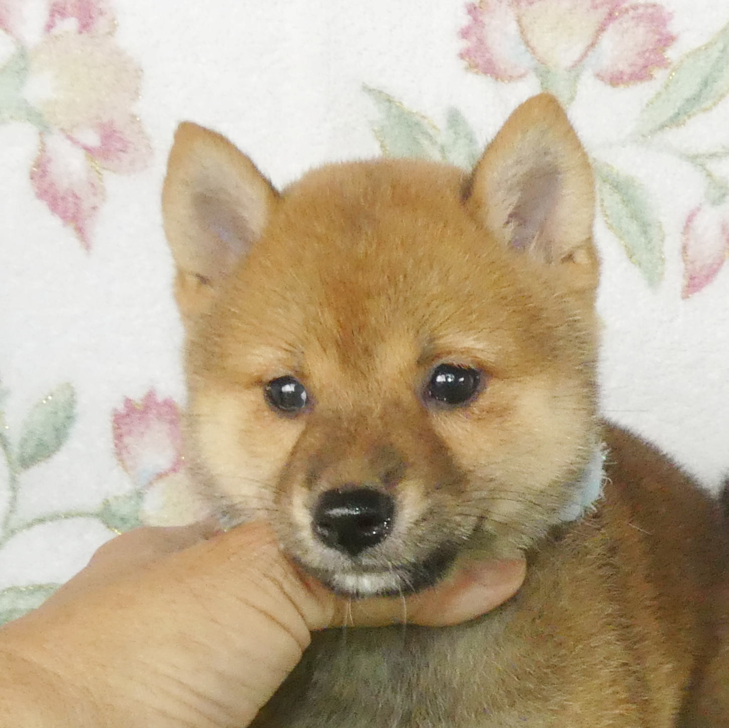 豆柴男の子です