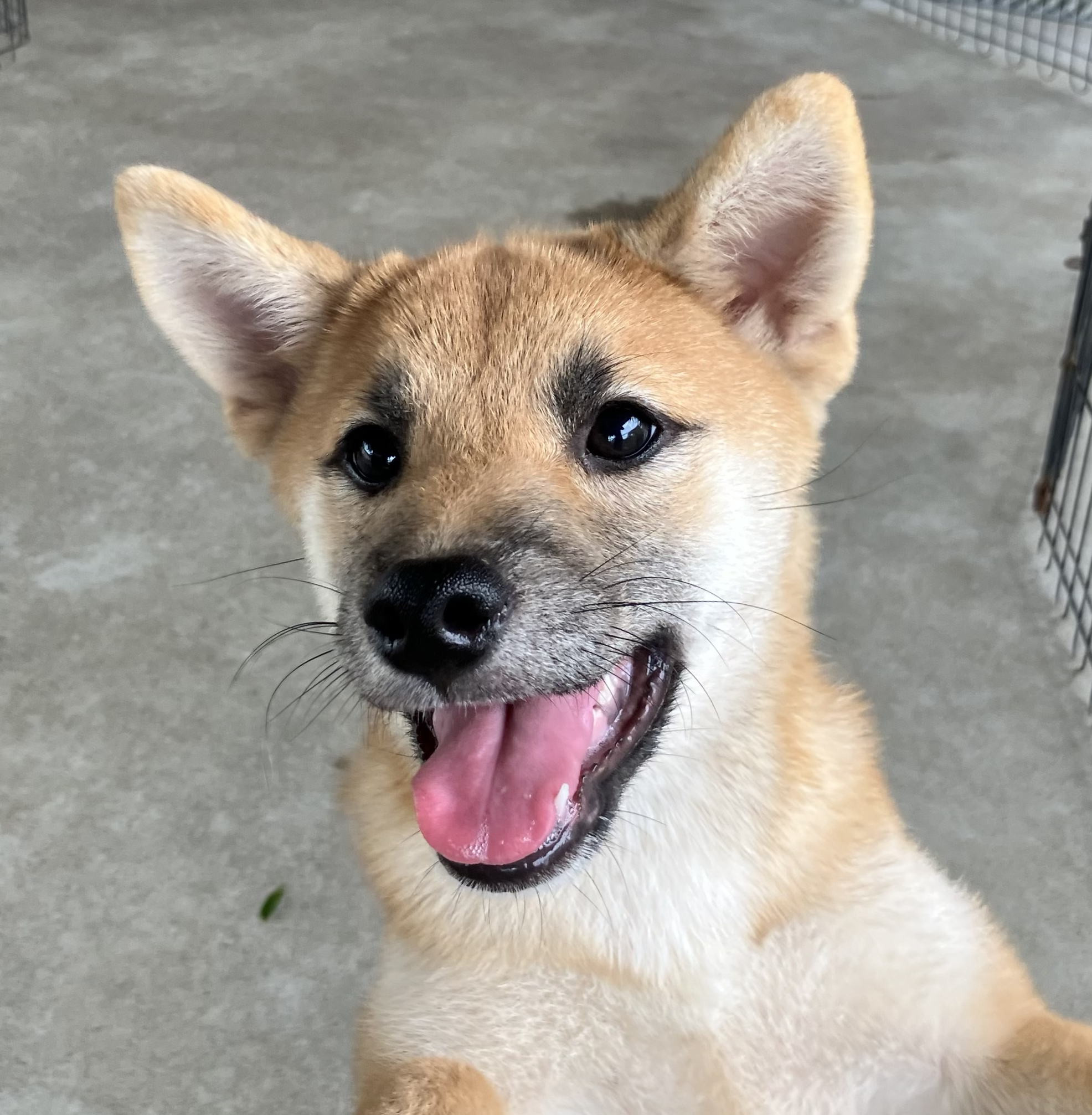柴犬女の子です。混合ワクチン2回・狂犬病ワクチン接種込みの価格です。
