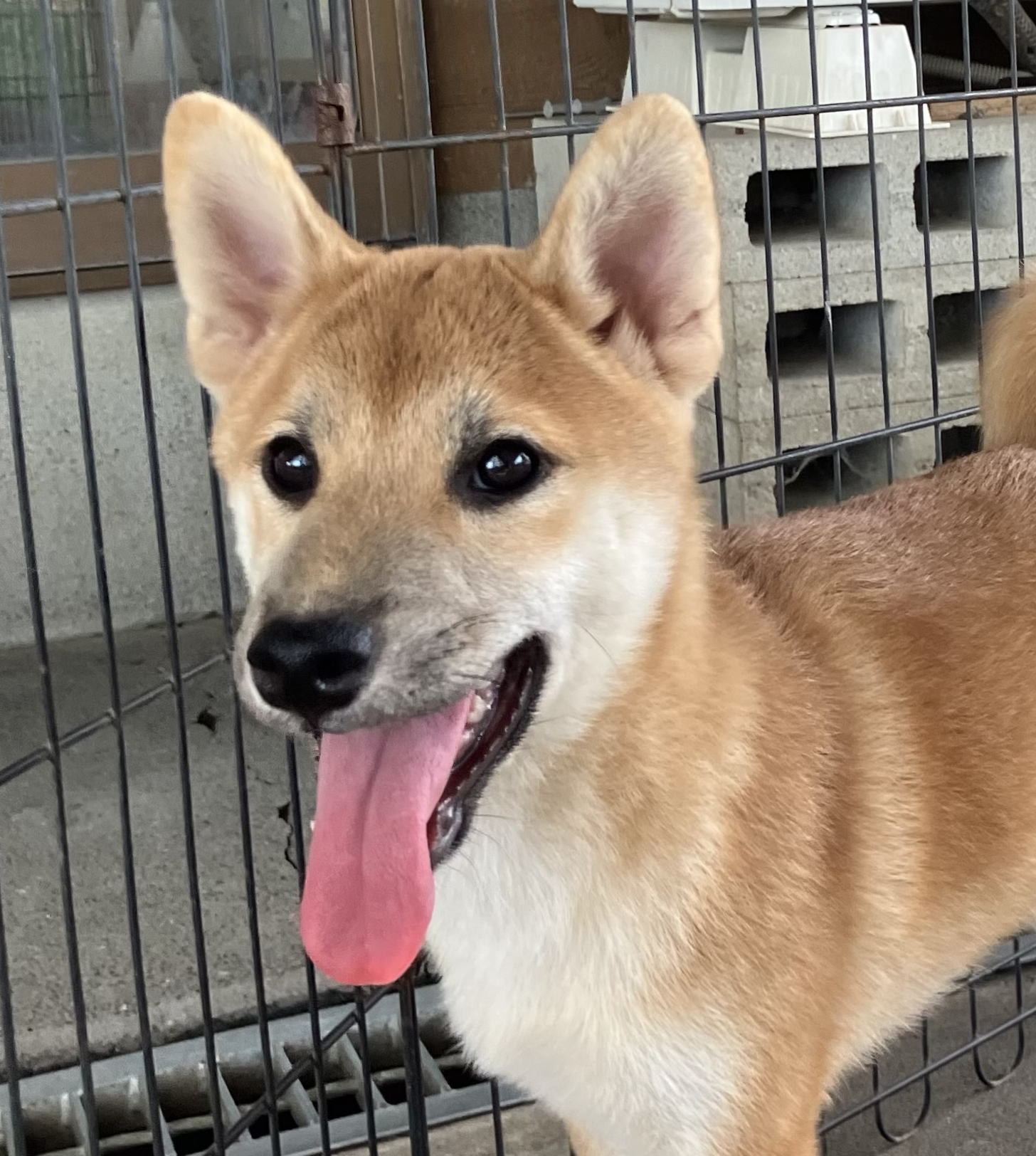 柴犬女の子です。混合ワクチン2回・狂犬病ワクチン接種込みの価格です。